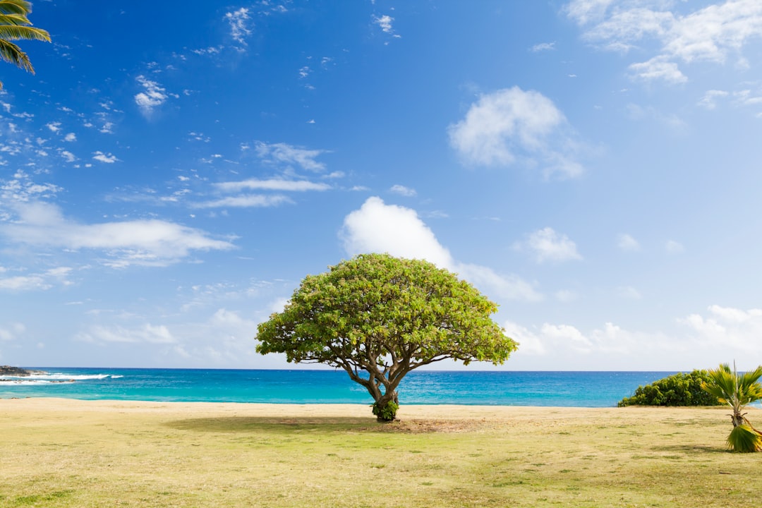 Photo Cashew tree